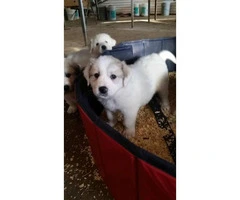 Purebred Great Pyrenees Puppies  3 females available - 5