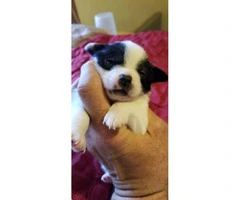 Chihuahua puppies that are going to be available for adoption - 2