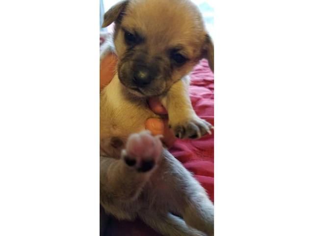 Chihuahua puppies that are going to be available for