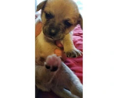Chihuahua puppies that are going to be available for adoption - 7