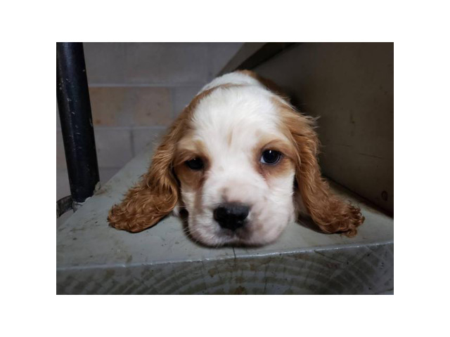 3 Male king Charles spaniel puppies for sale in Jackson ...