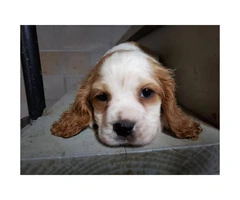 3 Male king Charles spaniel puppies for sale