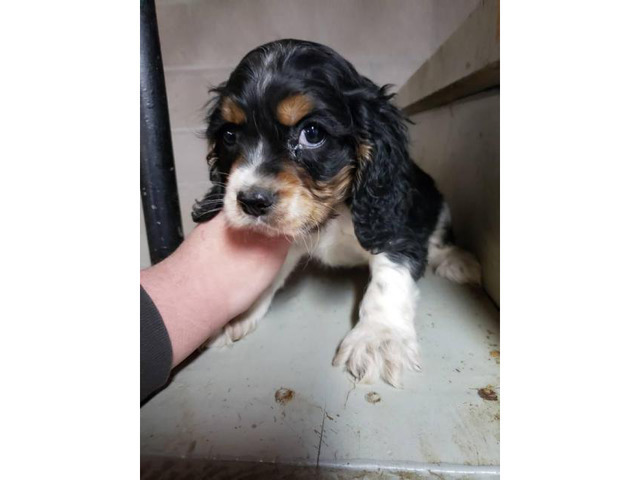 3 Male king Charles spaniel puppies for sale in Jackson