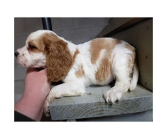 3 Male king Charles spaniel puppies for sale