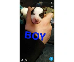 4 chiweenie puppies available 2 girls and 2 boys - 2
