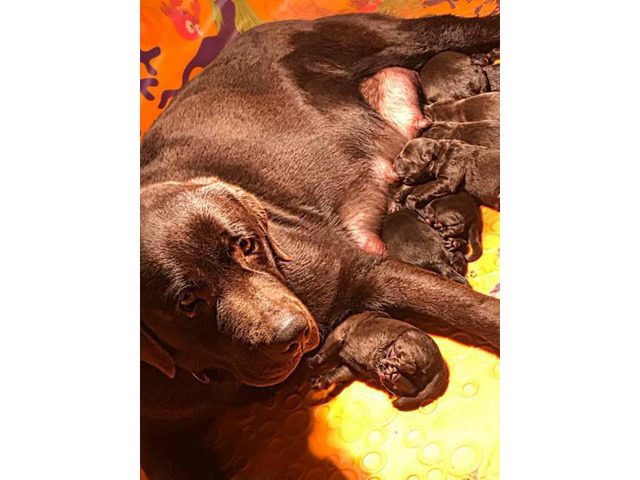 litter of 10 beautiful chocolate lab pups in Hardwick ...