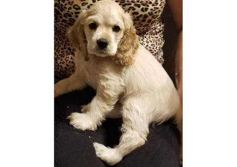 Full blooded white cocker spaniel puppy