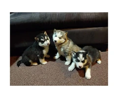 Husky puppies for sale 5 left hurry - 1