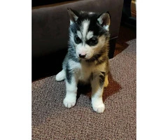 Husky puppies for sale 5 left hurry - 2