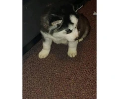 Husky puppies for sale 5 left hurry - 3
