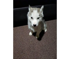 Husky puppies for sale 5 left hurry - 4