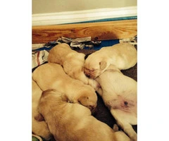 The Perfect Full AKC Registered Lab Puppies