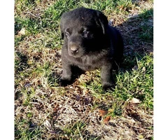 Black, males and females available 6 weeks old lab puppy
