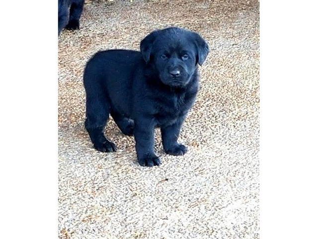 Black, males and females available 6 weeks old lab puppy