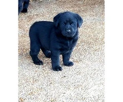 Black, males and females available 6 weeks old lab puppy - 2