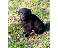 Black, males and females available 6 weeks old lab puppy - 3