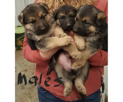 Akc registered black and tan German Shepherd Puppies - 1