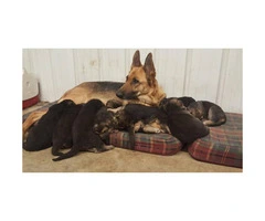 Akc registered black and tan German Shepherd Puppies - 2