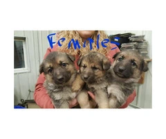 Akc registered black and tan German Shepherd Puppies - 3