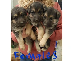 Akc registered black and tan German Shepherd Puppies - 5