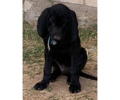 German Shorthaired Pointer Puppy For Sale By Ownerarizona