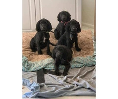 3 german short hair/ red bone coon hound puppies available - 3