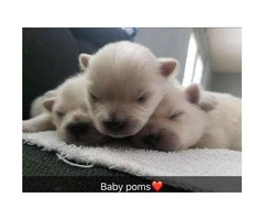Cute Baby Pom puppies for sale - 1