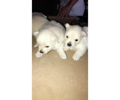 Cute Baby Pom puppies for sale - 2
