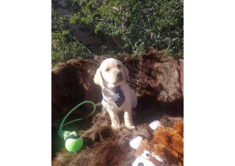 AKC registered Labrador Retriever puppies Black and yellow