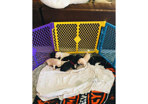 Lab puppies around 5 lbs