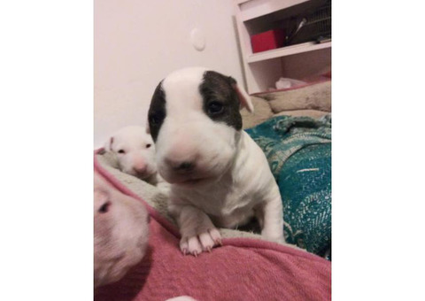 4 bull terrier puppies they are 9 weeks old