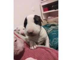 4 bull terrier puppies they are 9 weeks old - 1