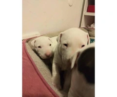 4 bull terrier puppies they are 9 weeks old - 3