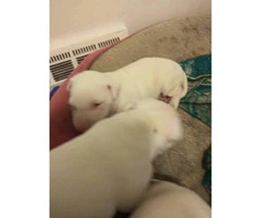 4 bull terrier puppies they are 9 weeks old - 4