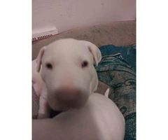 4 bull terrier puppies they are 9 weeks old - 6