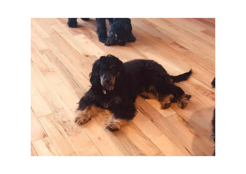 Handsome and happy Black and Tan Cavalier/Cocker Spaniel Puppy