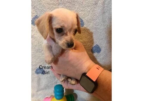 8 week old DoxiePoo pups ready for new home