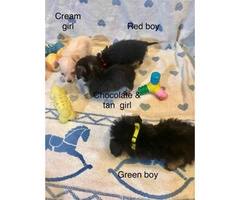 8 week old DoxiePoo pups ready for new home