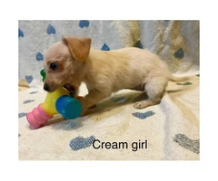 8 week old DoxiePoo pups ready for new home