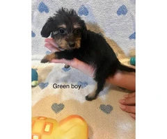 8 week old DoxiePoo pups ready for new home