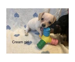 8 week old DoxiePoo pups ready for new home