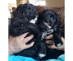 Two females Hypoallergenic Portuguese water puppies