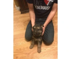 5 male and a couple of females German shepherd puppies