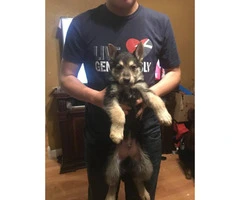 5 male and a couple of females German shepherd puppies - 2