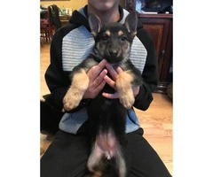 5 male and a couple of females German shepherd puppies - 3