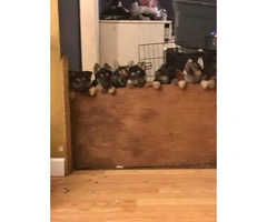 5 male and a couple of females German shepherd puppies - 5