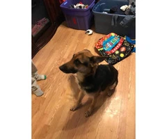 5 male and a couple of females German shepherd puppies - 7