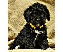 Adorable Mini Bernedoodle puppies adoption fees