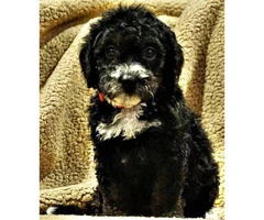 Adorable Mini Bernedoodle puppies adoption fees - 2