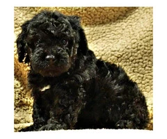 Adorable Mini Bernedoodle puppies adoption fees - 3